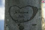 dolain_adou